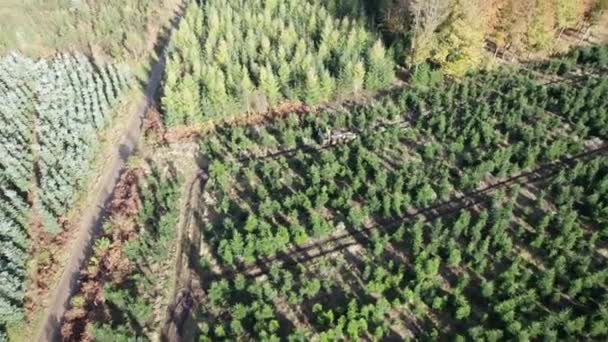 Drohne Fliegt Über Wald Mit Fichten Weihnachtsbäumen Dolly Shot — Stockvideo