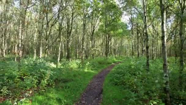 Seguindo Uma Trilha Floresta Dinamarca Europa Zooming Out — Vídeo de Stock