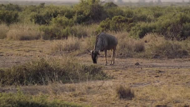 Blue Wildebeest Comer Reserva Caza Parque Nacional Amboseli Kenia África — Vídeos de Stock