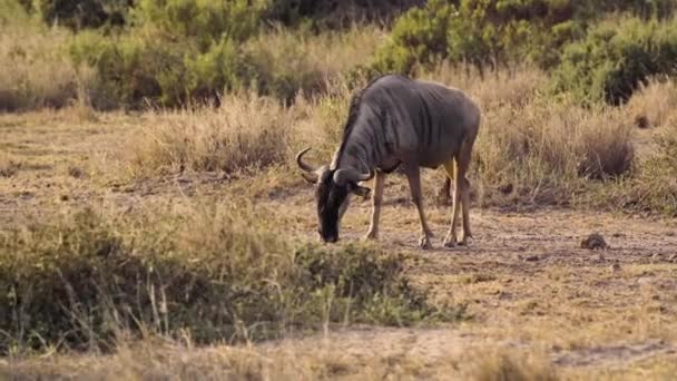 Blue Wildebeest Comiendo Hierba Parque Nacional Amboseli Reserva Caza Maasai — Vídeos de Stock