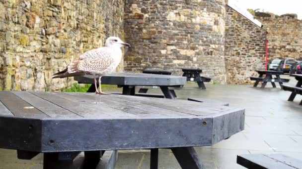 Pimasz Szürke Sirály Áll Conwy Kikötői Piknik Asztal Borús Őszi — Stock videók