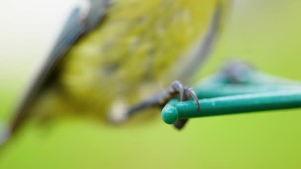 Super Slow Motion Macroscatto Cinematografico Zampe Gambe Uccello Alimentatore Uccelli — Video Stock