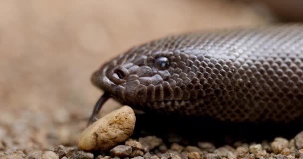 红沙蛇把头靠在地上 伸出舌头去感知周围的环境 — 图库视频影像