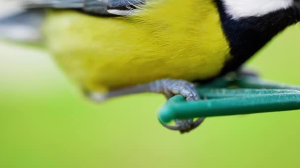 Hd超级慢动作电影巨幅拍摄鸟类的脚和腿在喂鸟器上 — 图库视频影像