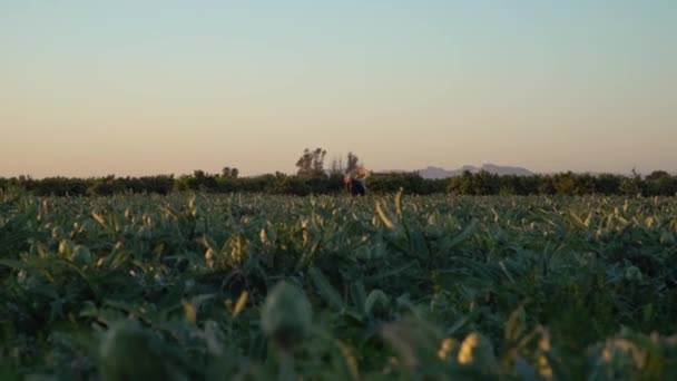 Farmer Pracuje Polu Karczochów Wschodzie Słońca — Wideo stockowe