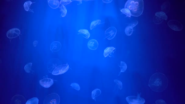Подводные Медузы Плавают Голубом Море Аквариуме — стоковое видео