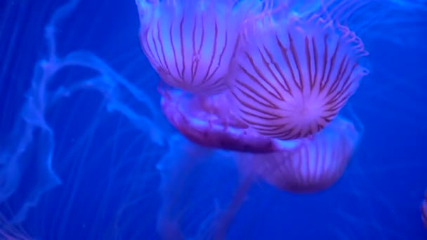 Altında Akvaryumdaki Mavi Denizde Yüzen Büyük Pembe Denizanaları — Stok video