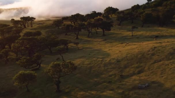 Повітряні Шоу Показують Ліси Фанал Золоту Годину Туману Мадейрі — стокове відео