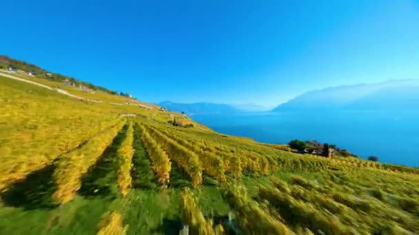 Fpvドローンは晴れた日にRivazとSaint Saphorin村の間のLavaux Vineyardで戦います — ストック動画