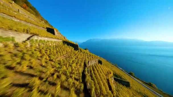 Dezaley Vineyard Malowniczym Widokiem Jezioro Leman Dzień Vaud Szwajcaria Antenowy — Wideo stockowe
