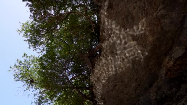 Eau Réflexion Sur Roche Près Une Rivière — Video