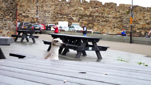 Gri Martı Bulutlu Sonbahar Marinasında Conwy Limanında Piknik Masasında Duruyor — Stok video