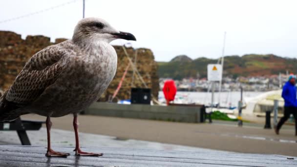 Närbild Våt Droppande Gråfiskmås Stående Conwy Hamn Picknickbord Mulet Hösthamn — Stockvideo