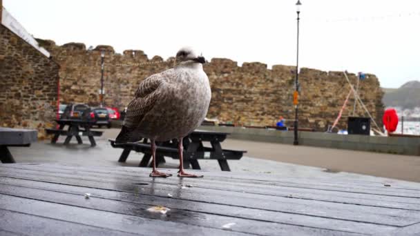 Cheeky Grey Seagull Standing Conwy Harbour Wooden Picnic Table Overcast — Stock Video