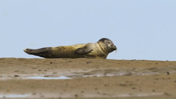 オランダのテセル島のビーチの砂の上に静かに横たわっている港のシール 4K映像の松 海洋哺乳類 野生動物の概念 — ストック動画