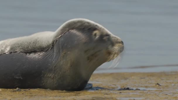 Närbild Huvudet Bedårande Säl Som Ligger Sanden Strand Detaljerad Film — Stockvideo