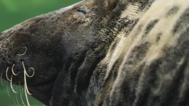 Sello Gris Cara Foca Gris Macho Adulto Primer Plano Halichoerus — Vídeos de Stock