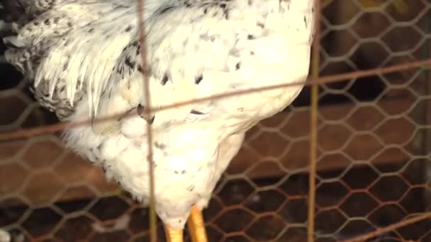 Gevreesde Haan Kooi Rooster Kleine Kooi — Stockvideo