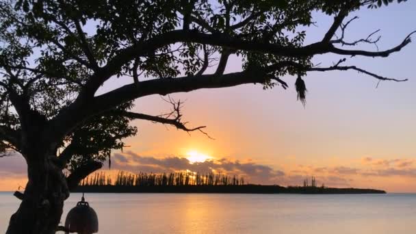 木々がシルエットになった島の楽園の夕日と海の水を反射する空 景色を下に傾ける — ストック動画