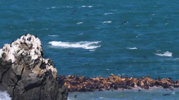 俄勒冈州海岸外的一大群海狮聚集在一个小岛上 — 图库视频影像