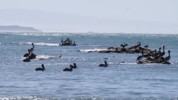 Eine Schar Pelikane Ruht Vor Der Küste Von Oregon — Stockvideo