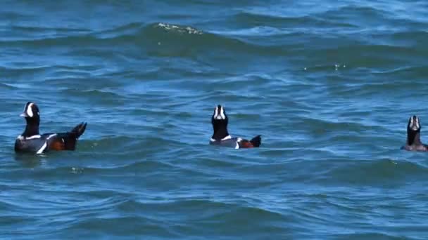 Patos Arlequín Flotan Superficie Del Océano Liberando Las Olas — Vídeo de stock