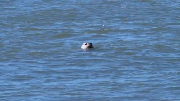 Тюлень Монах Дышит Водах Берегов Орегона — стоковое видео