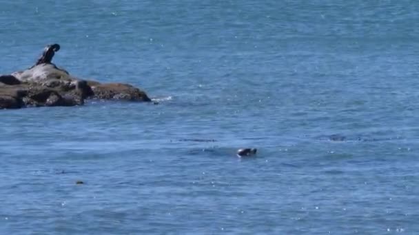 Robbe Atmet Vor Der Küste Oregon Neben Einem Kormoran — Stockvideo