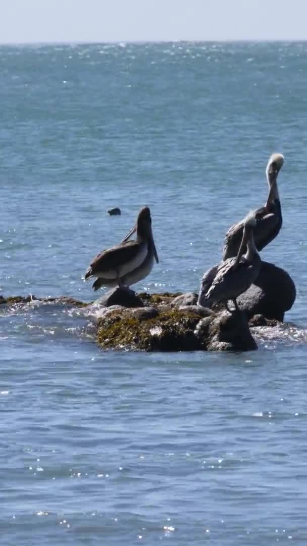 Pelikanschwärme Ruhen Auf Einem Moosbedeckten Felsen Als Eine Robbe Vorbeischwimmt — Stockvideo