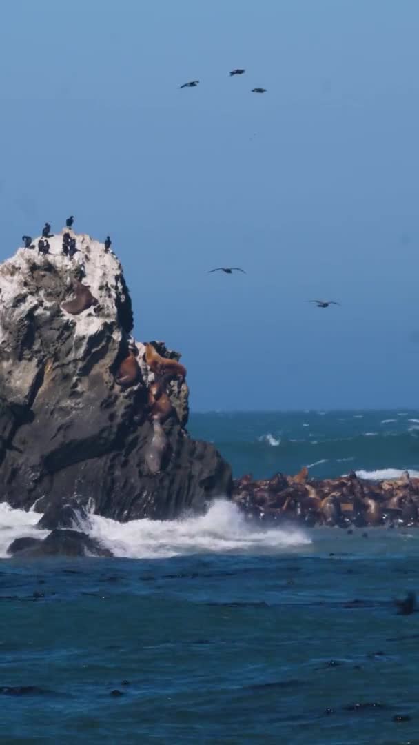 Large Group Sea Lions Birds Crowd Small Island Coast Oregon — Stock Video