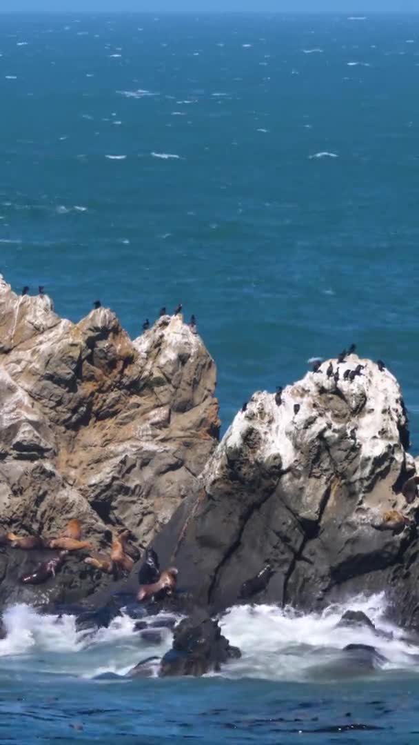 Sea Lions Climbing Steep Islnds High Tide — Stock Video