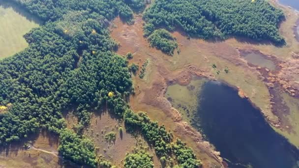 Côte Mer Avec Roseaux Forêt Verte Couleurs Automne Vormsi Estonie — Video