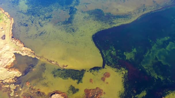 Leć Wybrzeże Wybrzeże Trzcinami Ławicami Zielonymi Czerwonymi Wodorostami Jesienne Kolory — Wideo stockowe