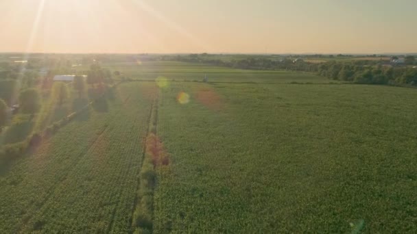 Widok Lotu Ptaka Amish Farms Fields Czasie Złotej Godziny Późnym — Wideo stockowe
