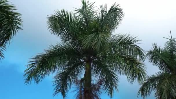 Palm Tree Waving Wind — Stock Video