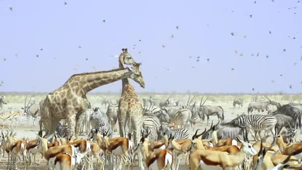 Különböző Vadon Élő Állatok Nyílt Területen Etosha Nemzeti Park Namíbiában — Stock videók
