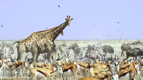 Grupo Animales Salvajes Reunidos Campo Parque Nacional Etosha Namibia África — Vídeos de Stock