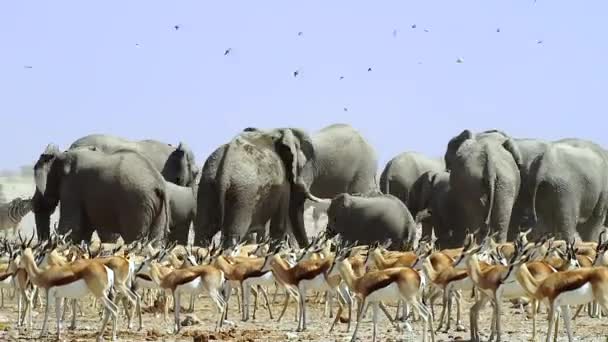 Африканские Слоны Буша Спрингбокс Поле Национальном Парке Этоша Намибии Африка — стоковое видео