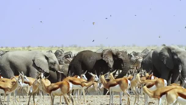 Etosha National Park Wild Animals Congregates Waterhole Sunny Day Namibia — Vídeos de Stock