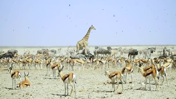 纳米比亚的埃托沙国家公园 鸟儿在阳光下与野生动物一起飞行 — 图库视频影像