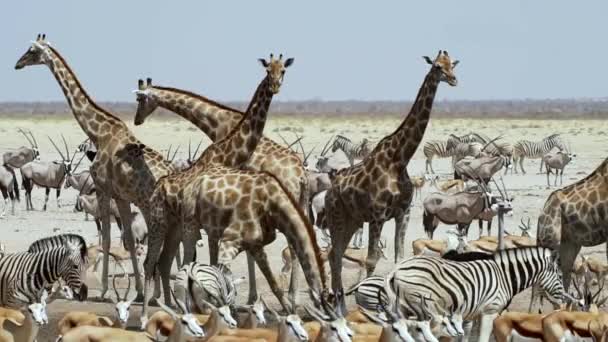 Angolese Giraffen Zebra Springboks Gemsbok Etosha National Park Namibië Zuid — Stockvideo