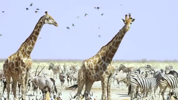 Blandad Grupp Zebror Giraffer Springbok Och Andra Fåglar Etosha Nationalpark — Stockvideo