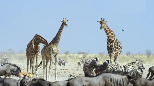 Tre Giraffe Angolane Nelle Pianure Con Wildebeest Zebras Springboks Parco — Video Stock