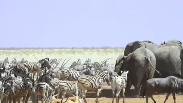 Herd Van Zebra Afrikaanse Bush Olifanten Het Wildreservaat Met Stof — Stockvideo