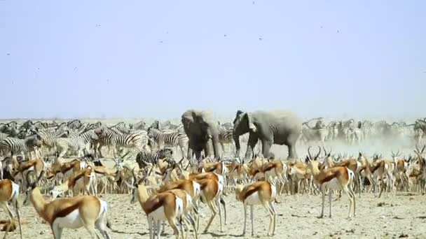 Parque Nacional Etosha Elefantes Africanos Caminando Hacia Agujero Rodeado Con — Vídeos de Stock