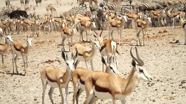 Herd Springbok Antidorcas Marsupialis Parque Nacional Etosha Namibia África Plano — Vídeos de Stock