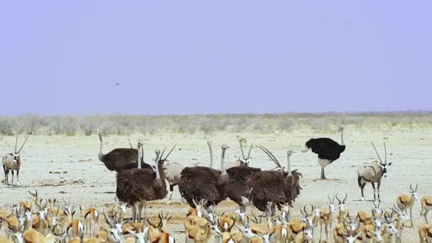 Jihoafrický Pštros Stádo Springbok Gemsbok Národním Parku Etosha Namibii Africe — Stock video