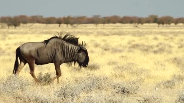 Blue Wildebeest Walking Game Reserve Etosha National Park Nobia Africa — стоковое видео