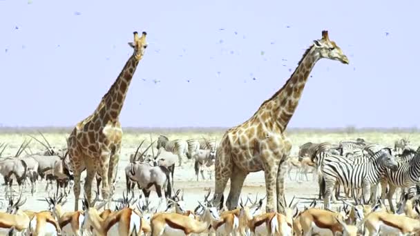 ナミビアのエトーシャ国立公園にあるオープンツリーの平原にある混合野生動物 — ストック動画