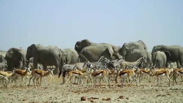 絶滅の危機にあるアフリカゾウの群れは アフリカのナミビアにあるシュプリングボクとゼブラの群れの中で際立っています ワイドショット — ストック動画